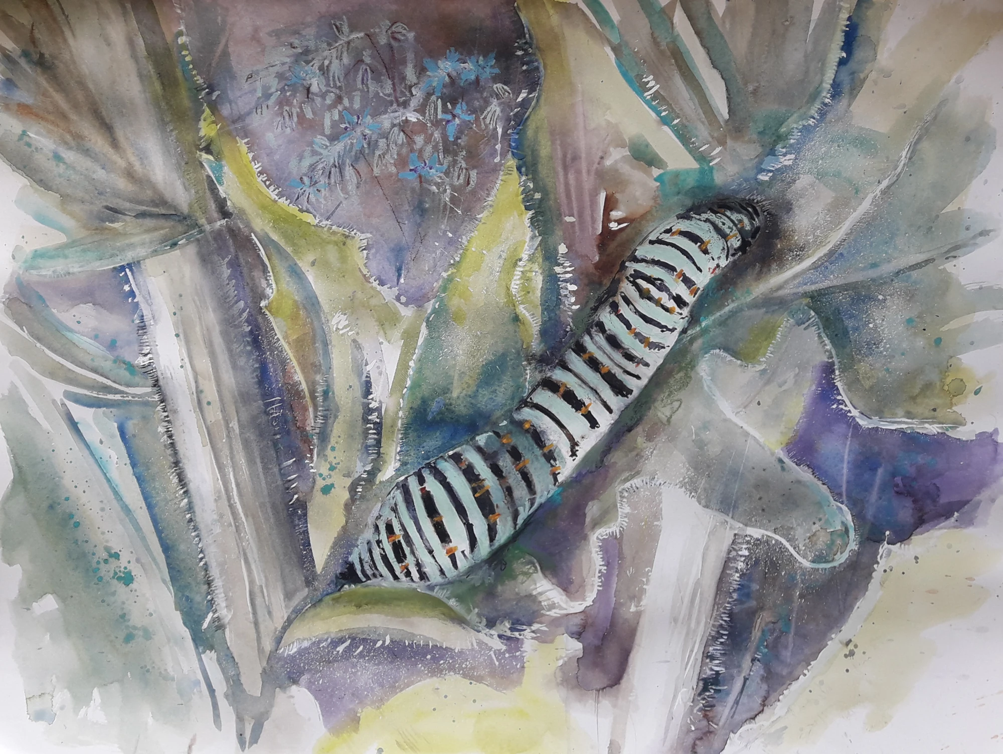 Chenille_de_machaon_sur_bourrache_(2024)